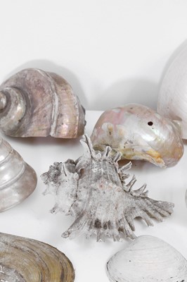 Lot 416 - A large collection of shells