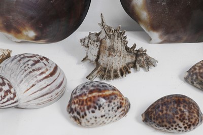 Lot 416 - A large collection of shells