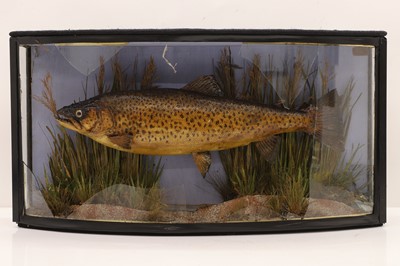 Lot 307 - A cased stuffed and mounted trout, by Cooper