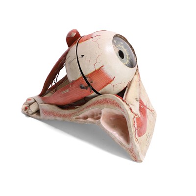 Lot 156 - Dr Louis Thomas Jerôme Auzoux (French, 1797-1880)