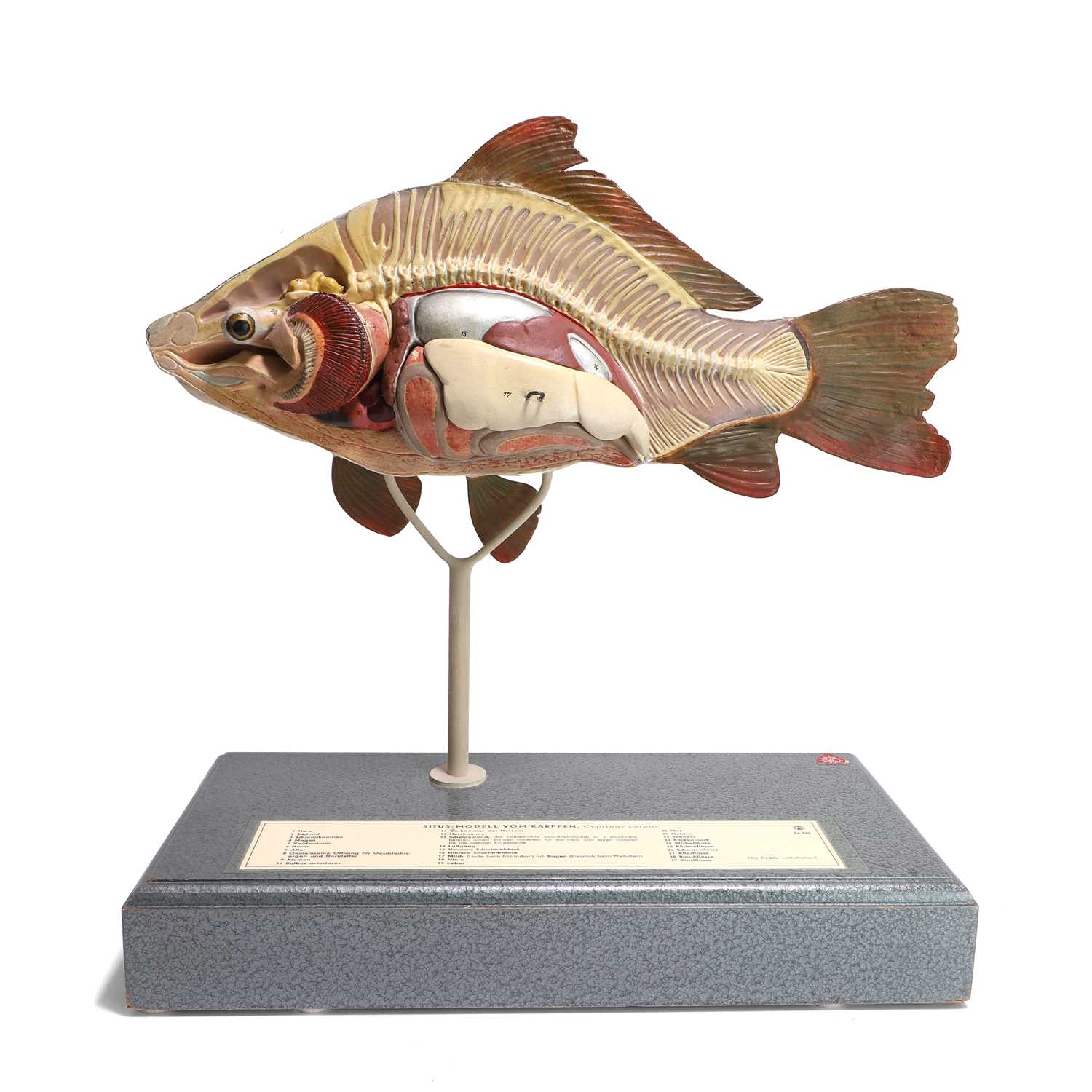 Lot 157 - A didactic model of a common carp (Cyprinus
