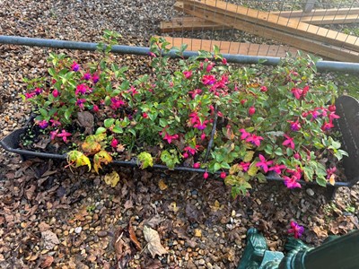 Lot 533 - A pair of cast iron 'Trough' planters