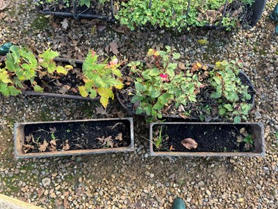 Lot 527 - Two cast iron planters
