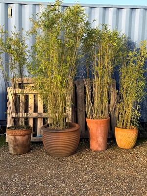 Lot 537 - A collection of six terracotta jardinières