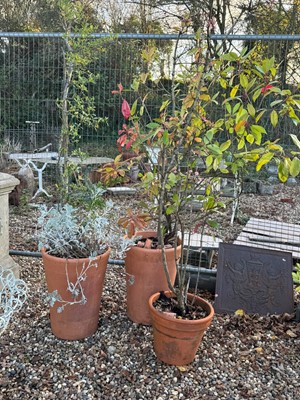 Lot 528 - Three terracotta jardinières