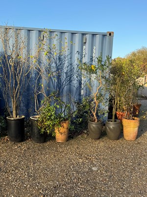 Lot 529 - Six various terracotta and glazed garden pots