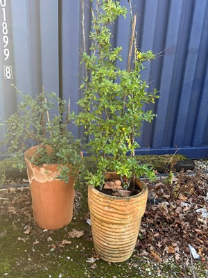 Lot 543 - Two terracotta garden pots