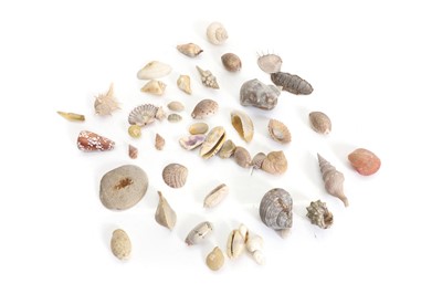 Lot 303 - A collection of shells