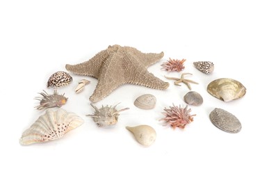 Lot 304 - A large collection of shells