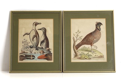 Lot 308A - George Edwards (1694-1773)