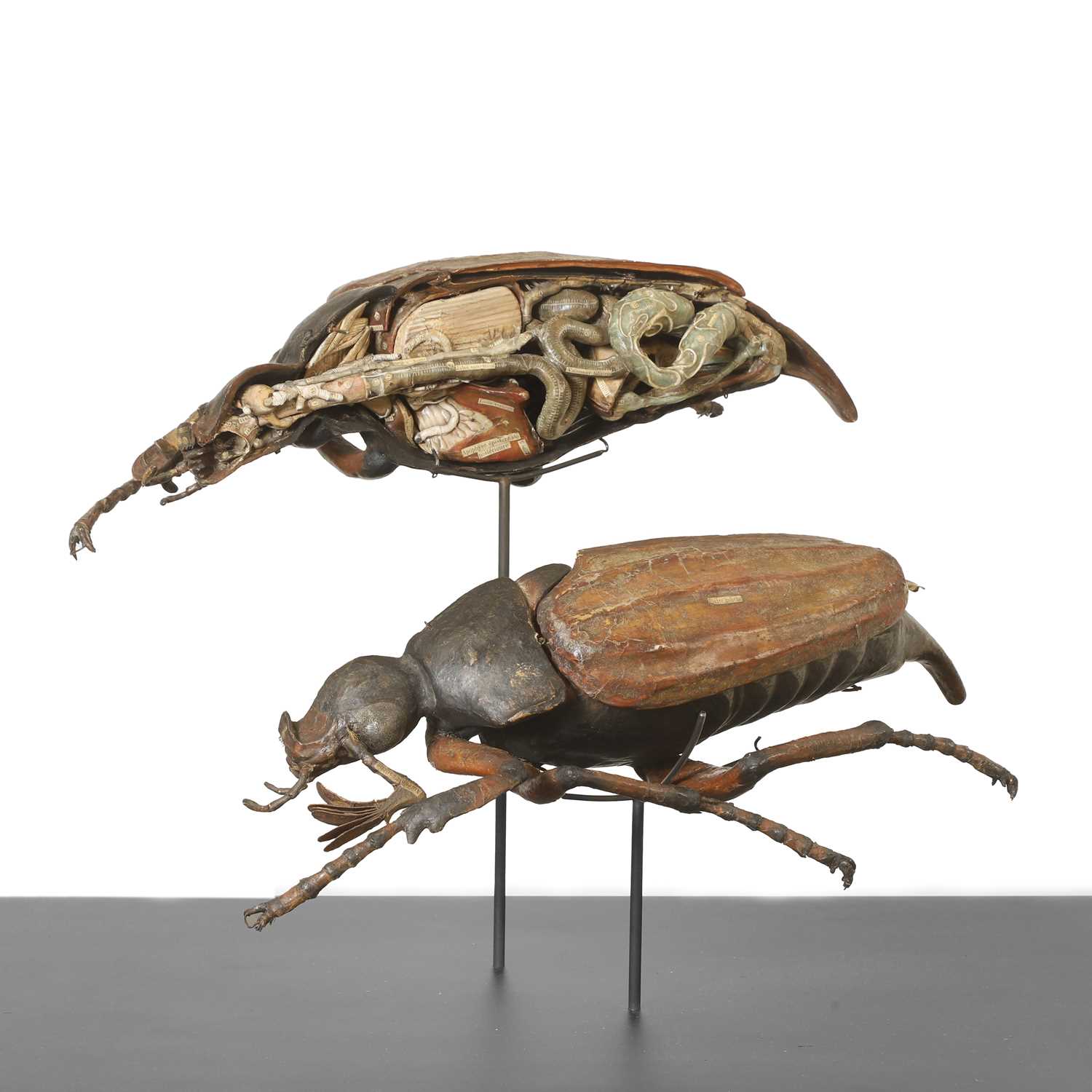 Lot 160 - Dr Louis Thomas Jerôme Auzoux (French, 1797-1880)